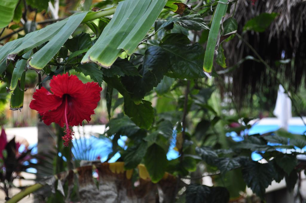Green Tulum Cabanas & Gardens ภายนอก รูปภาพ
