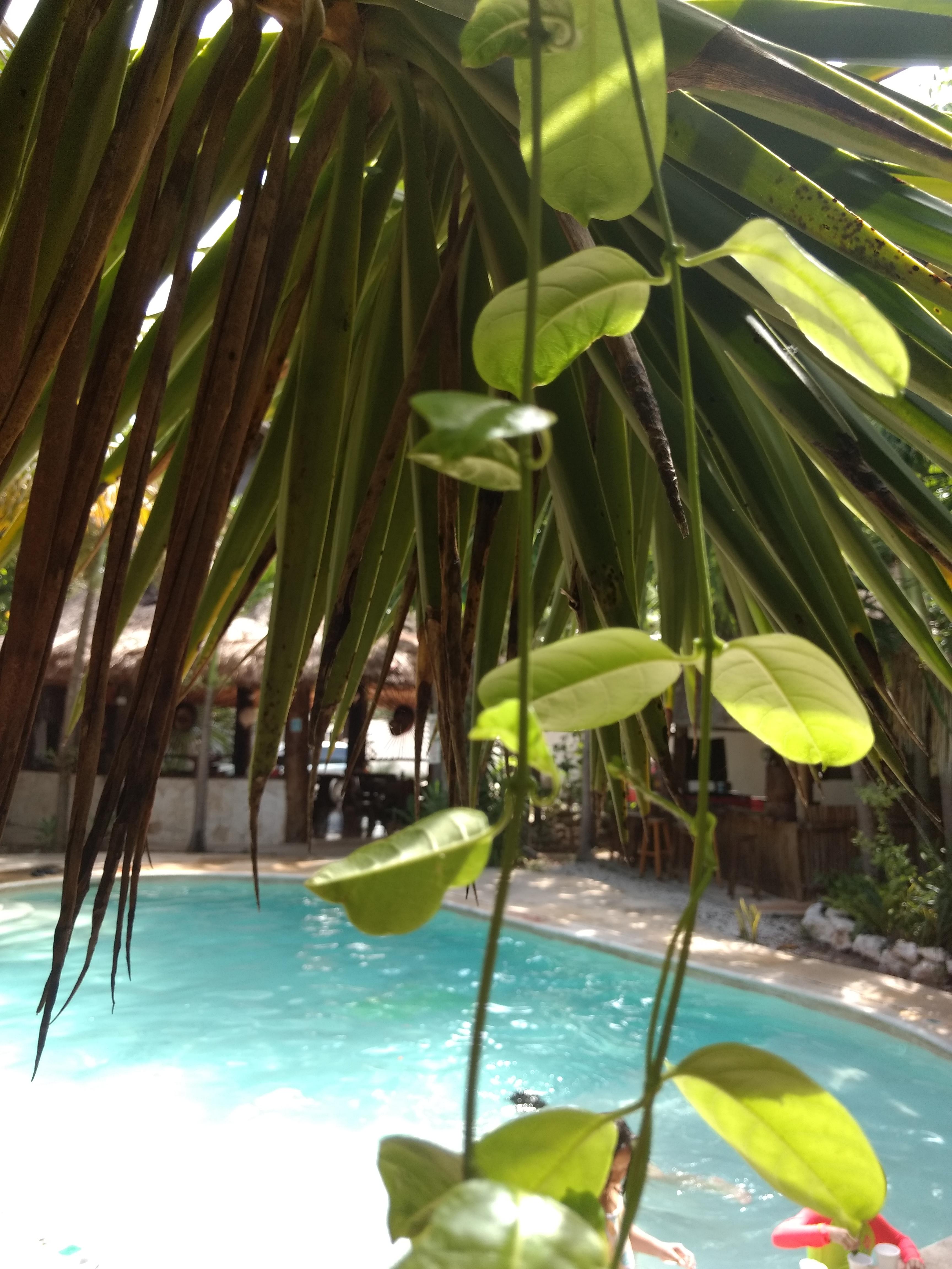 Green Tulum Cabanas & Gardens ภายนอก รูปภาพ